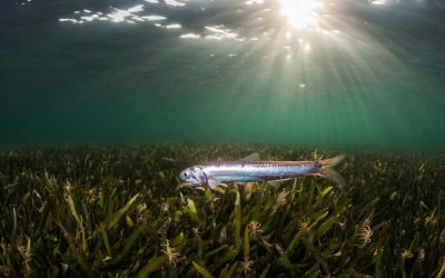 La Pesca del Boquerón en España